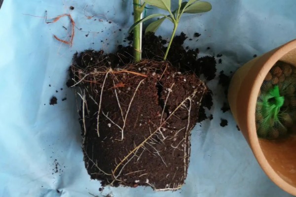 鹅掌木发黑掉叶子怎么处理,需要充足的光照