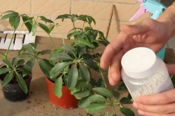 鹅掌木发黑掉叶子怎么处理,需要充足的光照