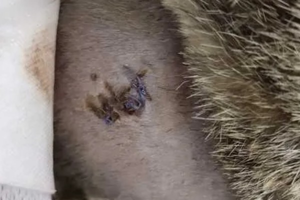 猫伤口化脓怎么处理，需及时进行伤口清洗和消毒