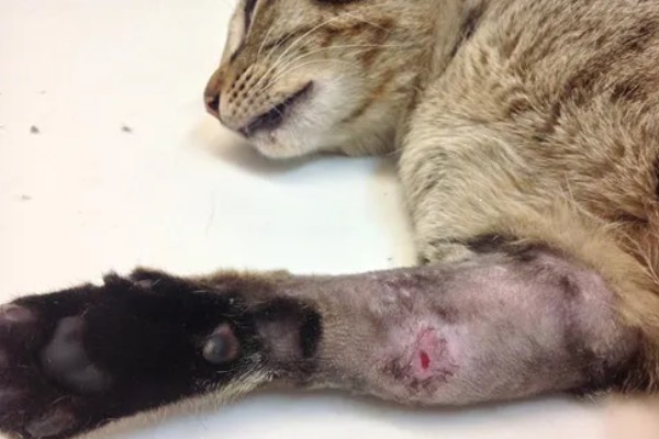 猫伤口化脓怎么处理，需及时进行伤口清洗和消毒