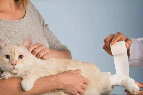 猫伤口化脓怎么处理，需及时进行伤口清洗和消毒