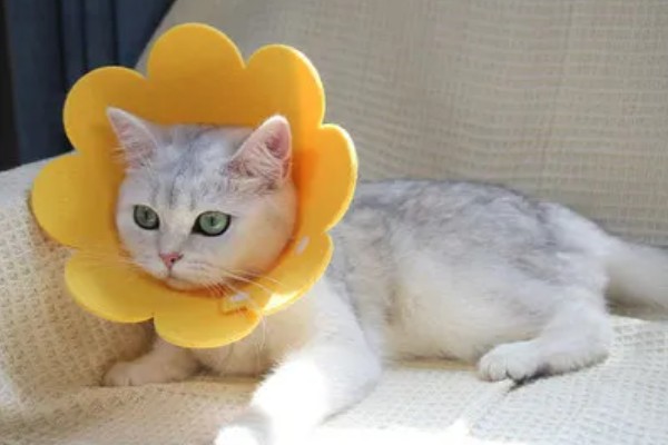 猫伤口化脓怎么处理，需及时进行伤口清洗和消毒