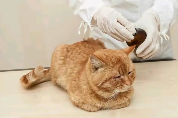 猫伤口化脓怎么处理，需及时进行伤口清洗和消毒