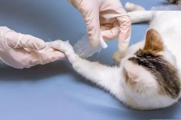 猫伤口化脓怎么处理，需及时进行伤口清洗和消毒