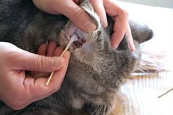 猫伤口化脓怎么处理，需及时进行伤口清洗和消毒