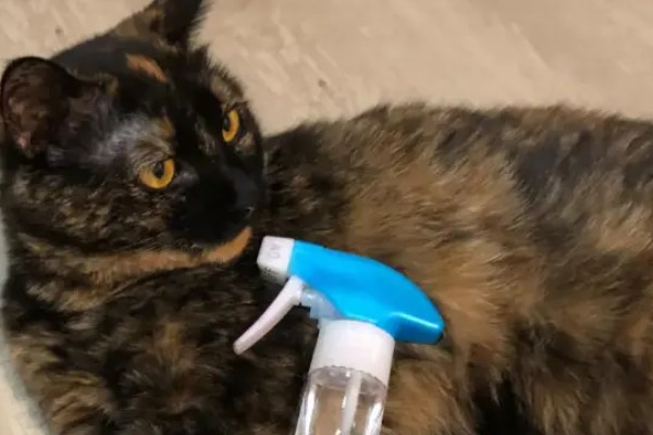 猫伤口化脓怎么处理，需及时进行伤口清洗和消毒