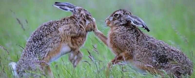 冬天野兔的生活规律，会躲在自己的洞穴中过冬