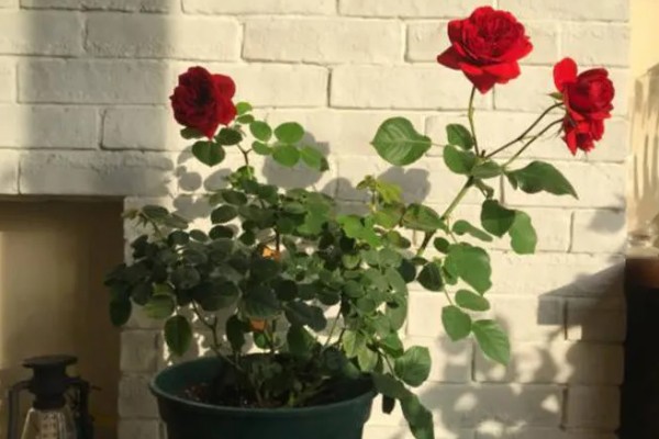 为什么玫瑰花不开花，可能是土壤不适所致