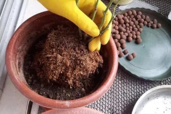 为什么玫瑰花不开花，可能是土壤不适所致