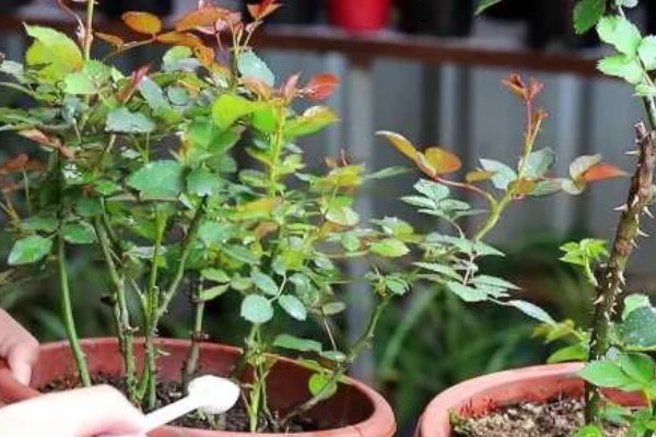 为什么玫瑰花不开花，可能是土壤不适所致