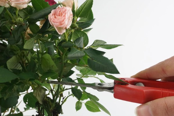 为什么玫瑰花不开花，可能是土壤不适所致