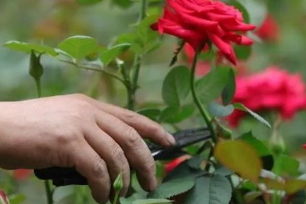 为什么玫瑰花不开花，可能是土壤不适所致