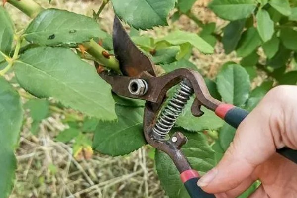 为什么玫瑰花不开花，可能是土壤不适所致