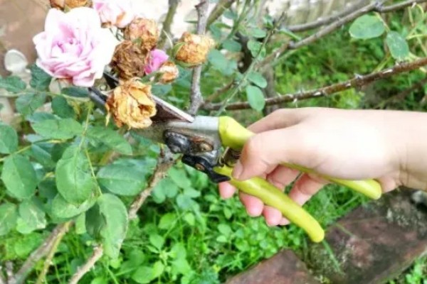 为什么玫瑰花不开花，可能是土壤不适所致