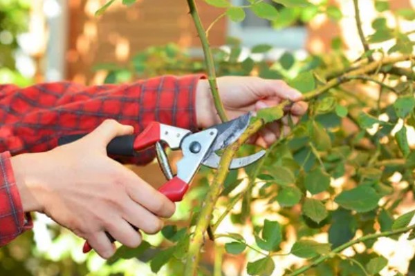 为什么玫瑰花不开花，可能是土壤不适所致
