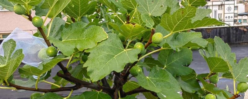 无花果会开花吗，无花果会开花