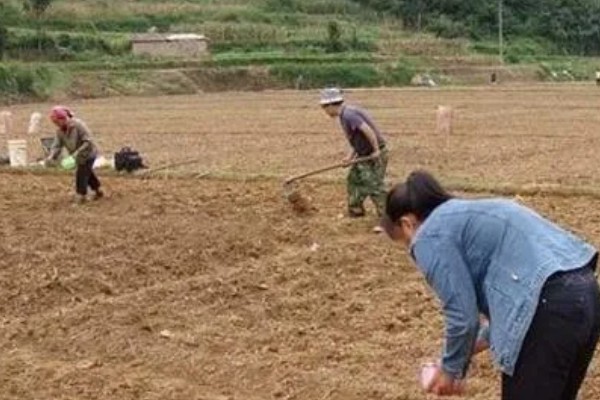 春菠菜如何高产，长出2-3片真叶时要浇水