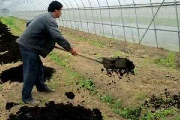 春菠菜如何高产，长出2-3片真叶时要浇水