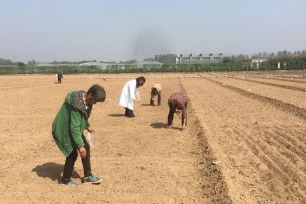 春菠菜如何高产，长出2-3片真叶时要浇水