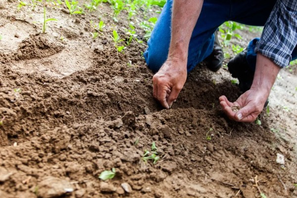 春菠菜如何高产，长出2-3片真叶时要浇水