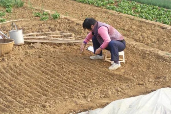 春菠菜如何高产，长出2-3片真叶时要浇水