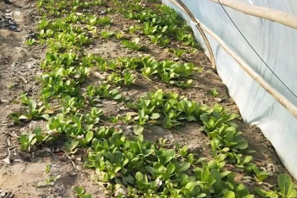 春菠菜如何高产，长出2-3片真叶时要浇水