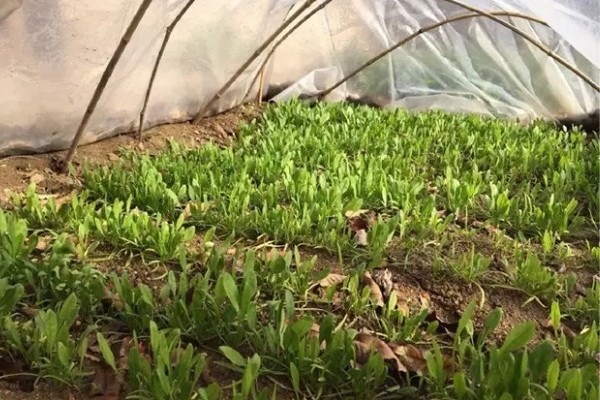 春菠菜如何高产，长出2-3片真叶时要浇水