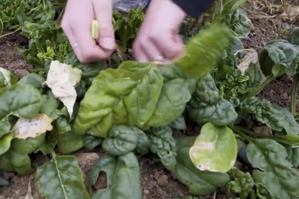 春菠菜如何高产，长出2-3片真叶时要浇水