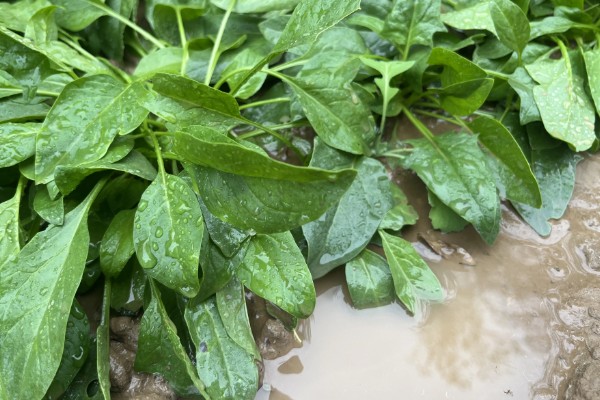 春菠菜如何高产，长出2-3片真叶时要浇水