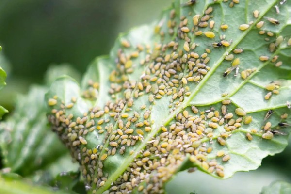 春菠菜如何高产，长出2-3片真叶时要浇水