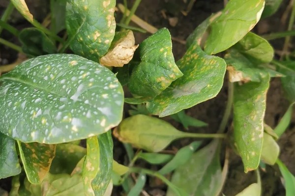 春菠菜如何高产，长出2-3片真叶时要浇水