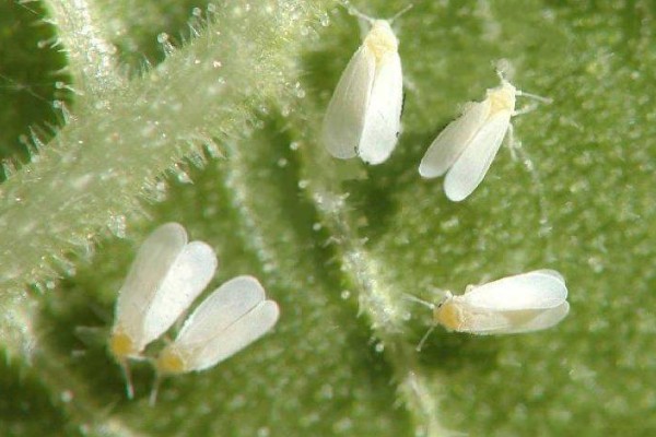 春菠菜如何高产，长出2-3片真叶时要浇水