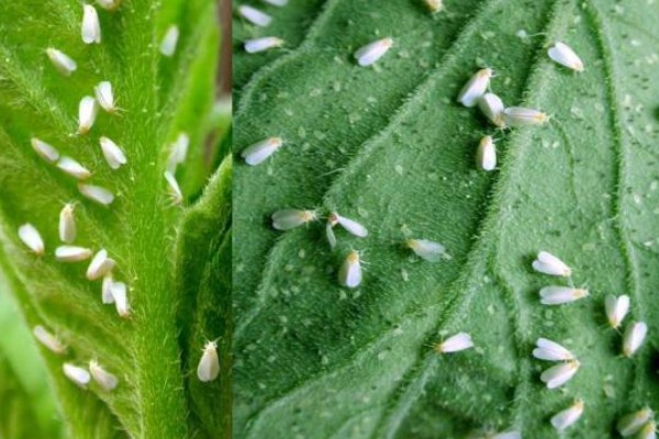 春菠菜如何高产，长出2-3片真叶时要浇水