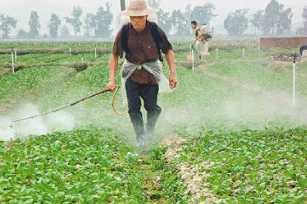 春菠菜如何高产，长出2-3片真叶时要浇水