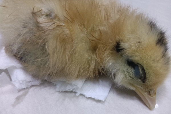 小鸡没精神不吃东西的原因，可能是温度低、不适应环境等因素造成