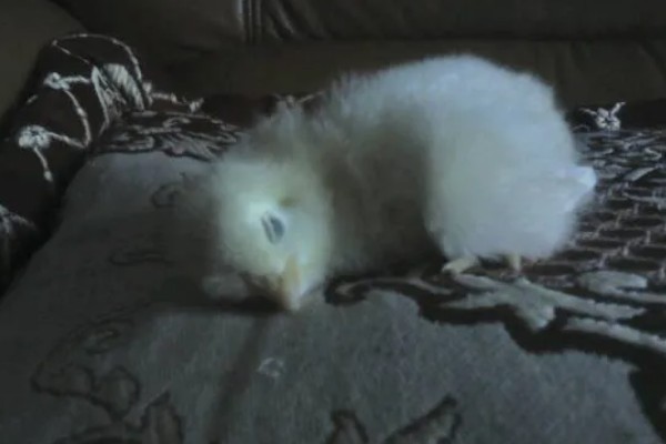 小鸡没精神不吃东西的原因，可能是温度低、不适应环境等因素造成