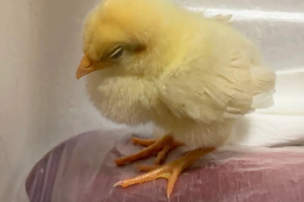 小鸡没精神不吃东西的原因，可能是温度低、不适应环境等因素造成