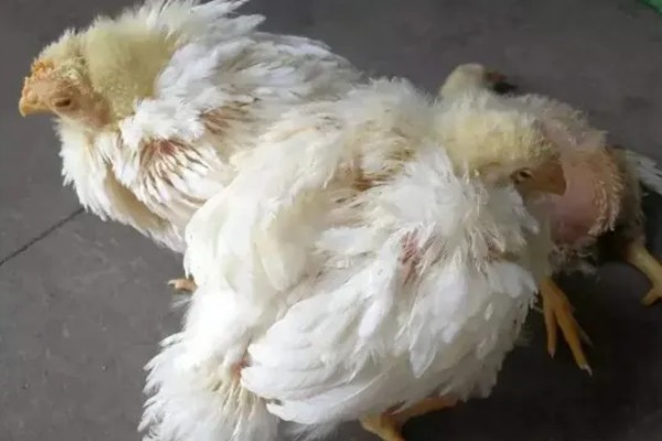 小鸡没精神不吃东西的原因，可能是温度低、不适应环境等因素造成