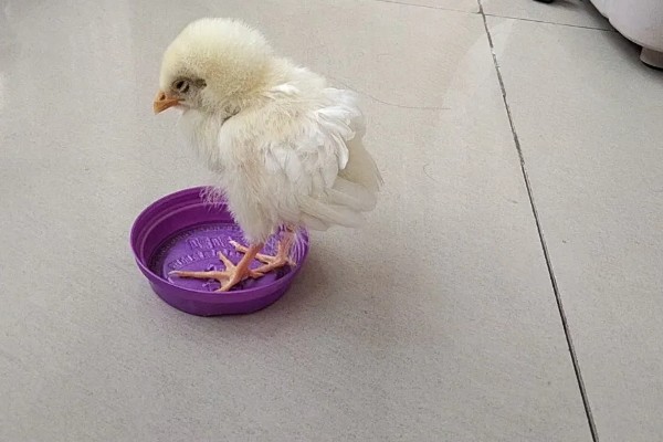 小鸡没精神不吃东西的原因，可能是温度低、不适应环境等因素造成