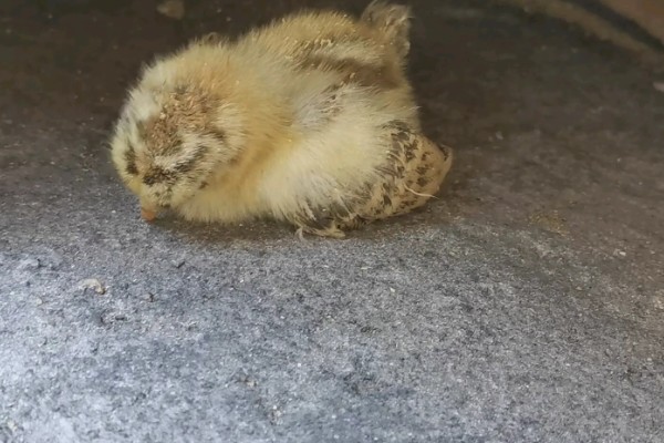 小鸡没精神不吃东西的原因，可能是温度低、不适应环境等因素造成