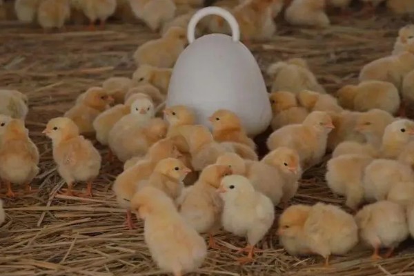 小鸡没精神不吃东西的原因，可能是温度低、不适应环境等因素造成