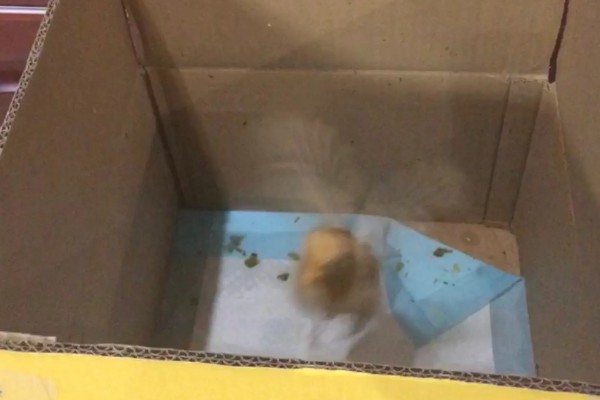 小鸡没精神不吃东西的原因，可能是温度低、不适应环境等因素造成