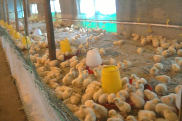 小鸡没精神不吃东西的原因，可能是温度低、不适应环境等因素造成