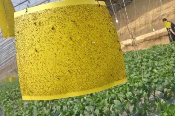 春菠菜如何高产，长出2-3片真叶时要浇水