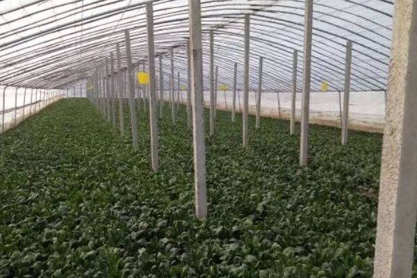 春菠菜如何高产，长出2-3片真叶时要浇水