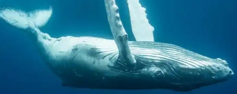 鲸鱼会鲸落的原因，死亡后身体会由于重力作用而下沉