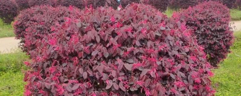 红花檵木夏天要不要施肥，入夏时施一次薄肥即可