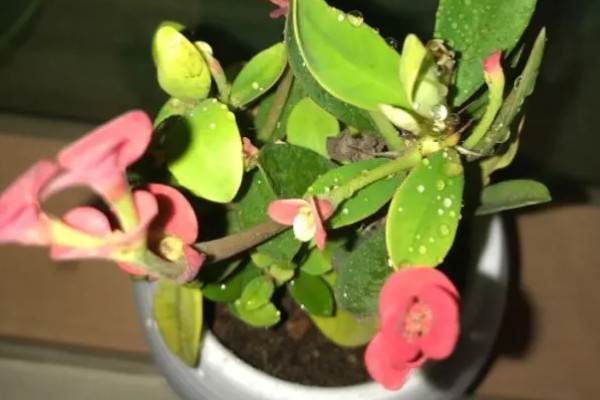 铁海棠为何叶子发黄，可能是过度浇水、光照不适等因素所致