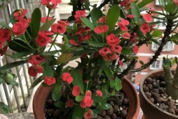 铁海棠为何叶子发黄，可能是过度浇水、光照不适等因素所致