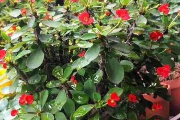 铁海棠为何叶子发黄，可能是过度浇水、光照不适等因素所致